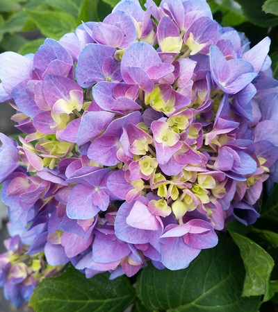 Bigleaf Hydrangea Let's Dance® Rhythmic Blue®